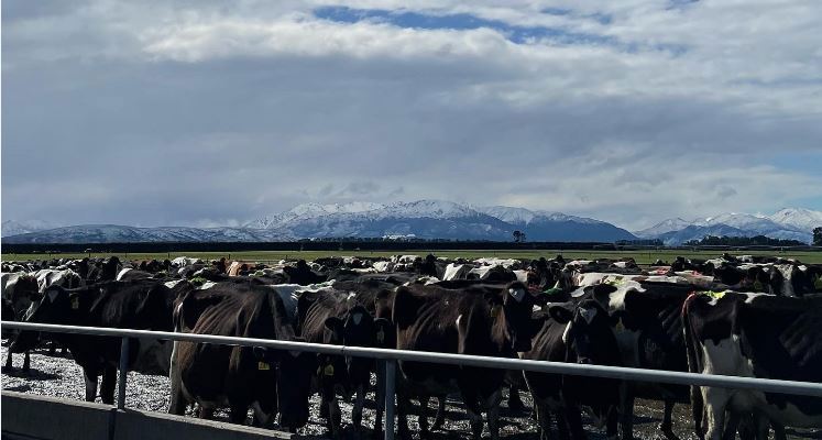 I 2022 blev det igen muligt at rejse oversøisk som OPU-elev. Fotoet er taget af Henriette Kaastrup Hansen, der er i lære som landbrugselev uden for byen Ashburton i New Zealand frem til august 2023. 