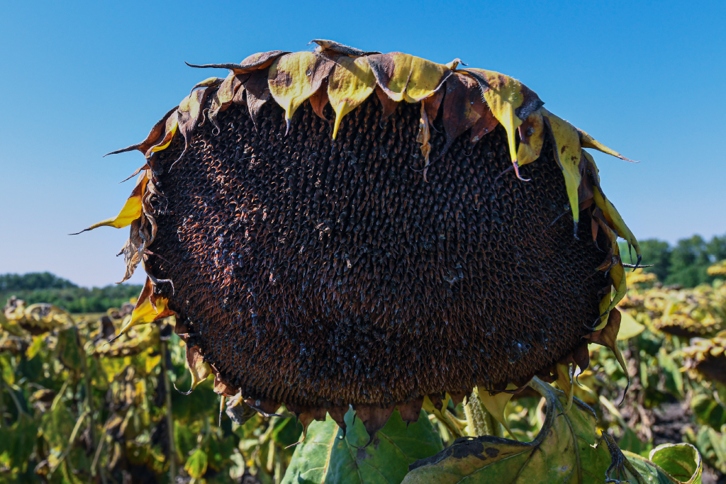 T├©rke_1024X683_26012025.png T├©rke_1024X683_26012025.png