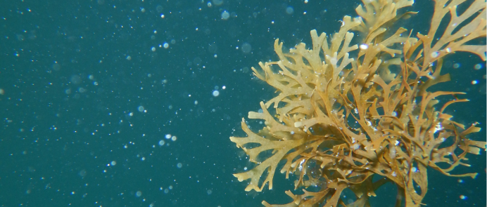 Det globale potentiale for at anvende mere tang i fødevarer er stort, men også andre industrier øjner muligheder i den potente havplante, som kan dyrkes uden brug af land og gødning.