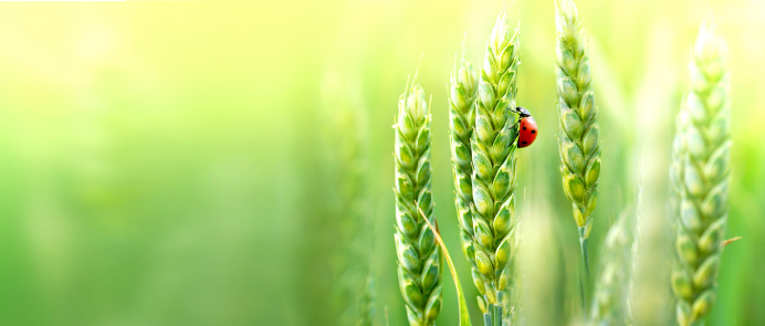 Apply for funding for international multi-partner projects that focus on novel solutions within, among other things, the environment, climate and food. The projects must contribute to green growth, jobs and fair, inclusive and sustainable solutions for the benefit of citizens, users and society.