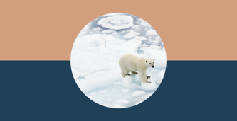 Polar bear walking on ice 