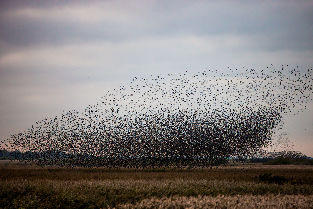 SortSol_1024X683_26012025.png SortSol_1024X683_26012025.png