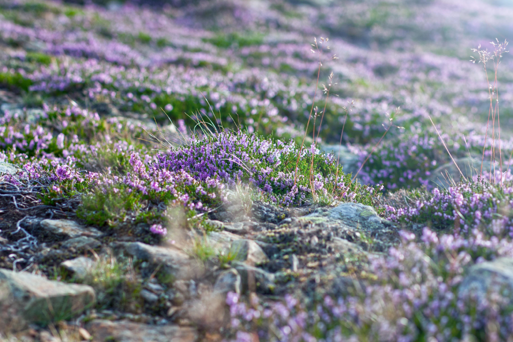 Mette løvschall billede 1.png Mette løvschall billede 1.png